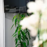 Rose House By Atlantic Apartment