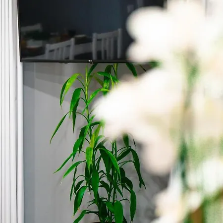 Rose House By Atlantic Apartment