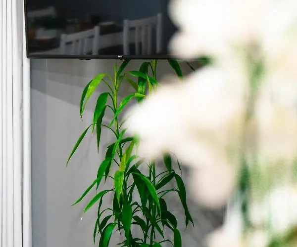 Rose House By Atlantic 公寓